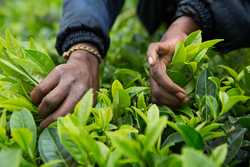 Fairtrade-grøn te scrub