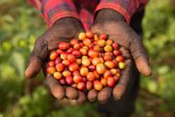  Fairtrade-kaffe scrub